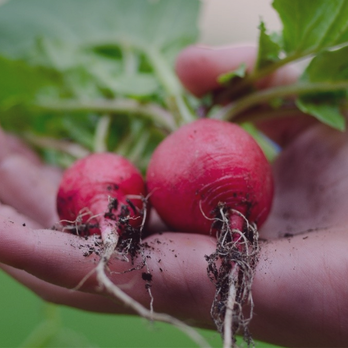 8 tips for a Greener Garden - Creative Living