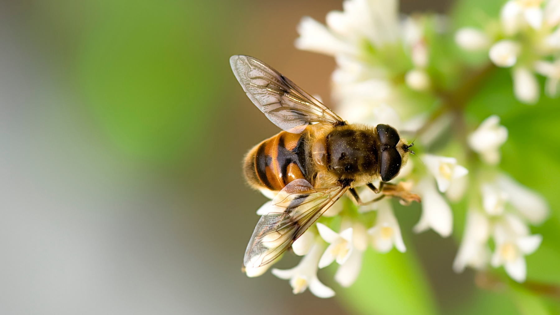 Bee Friendly Trees to plant in South Africa Now