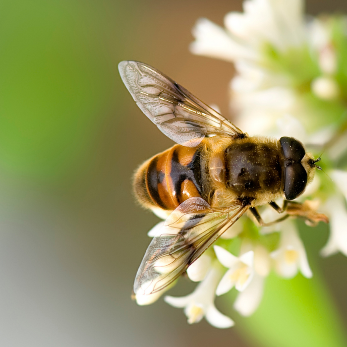 Bee Friendly Trees to Plant