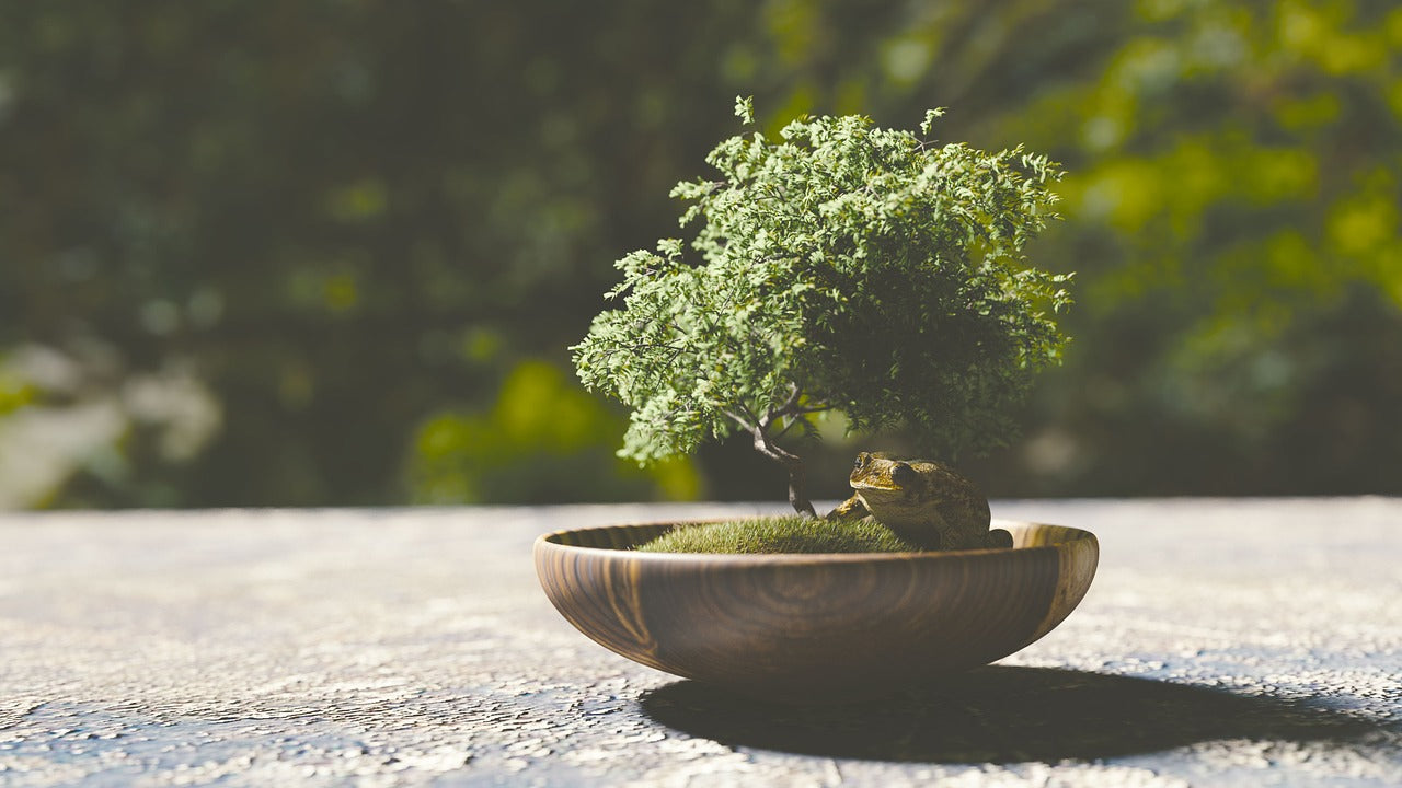 Bonsai Gardening