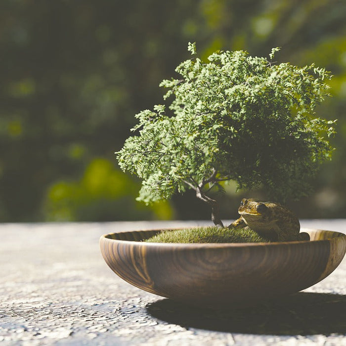 Bonsai Gardening