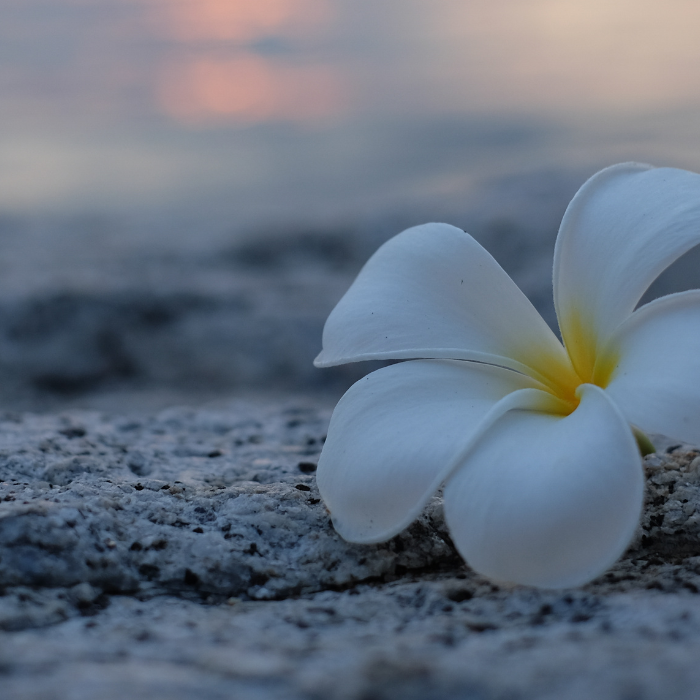 Explore SA's Botanical Tour All Provinces