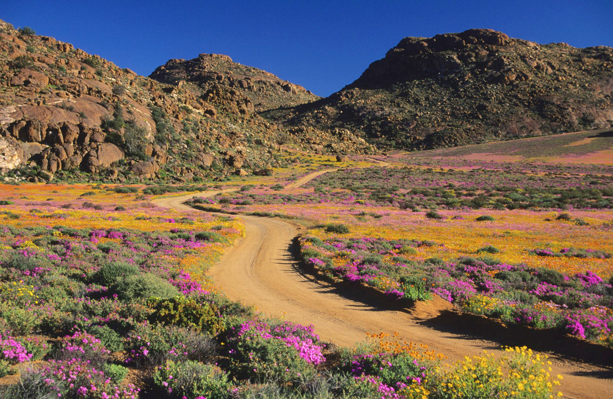 Gardens of The Northern Cape: Gardens and Wildflower Reserves