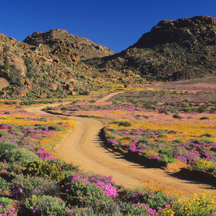 Gardens of The Northern Cape: Gardens and Wildflower Reserves