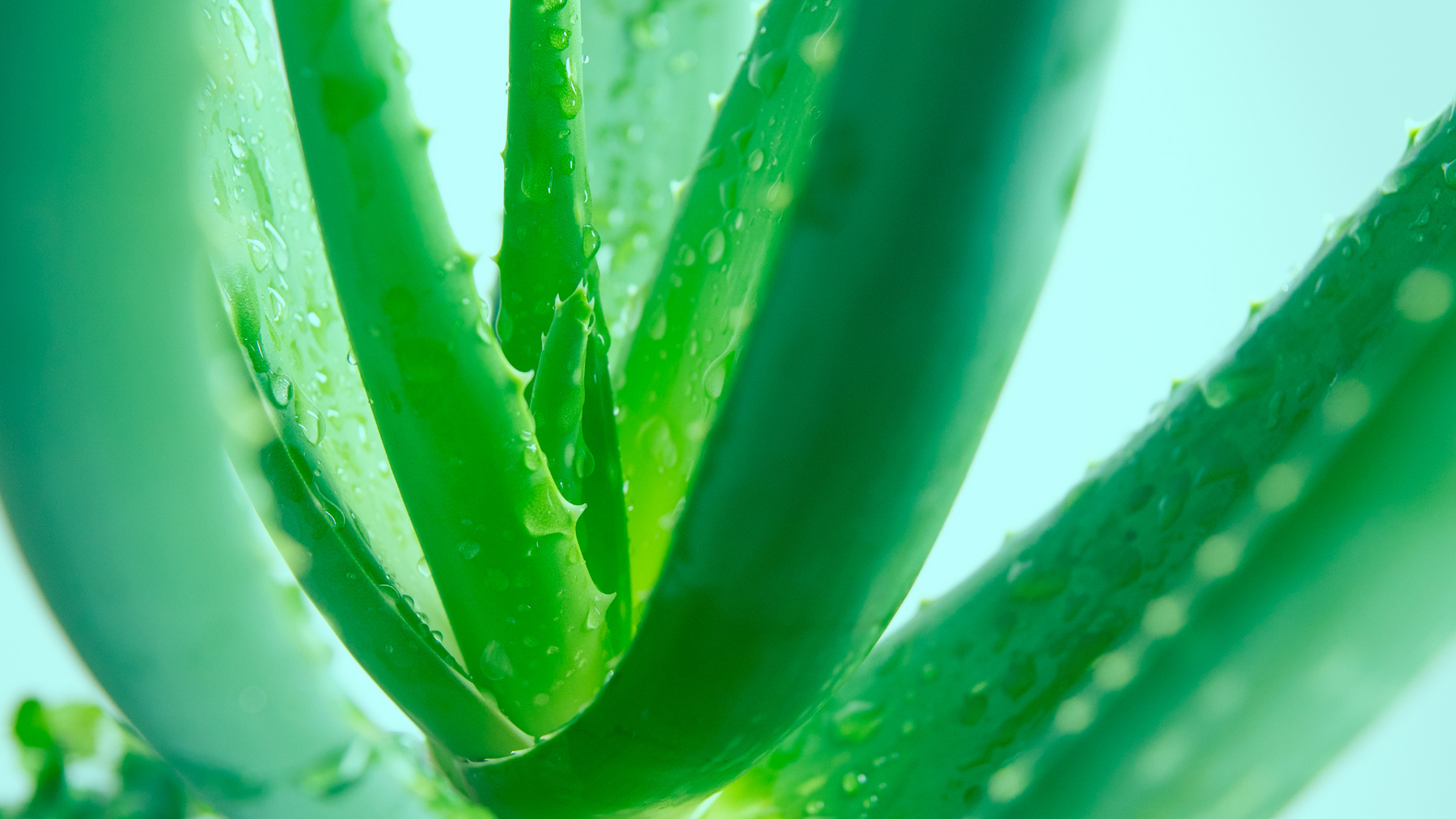 Medicinal Plants to Grow in Your Garden