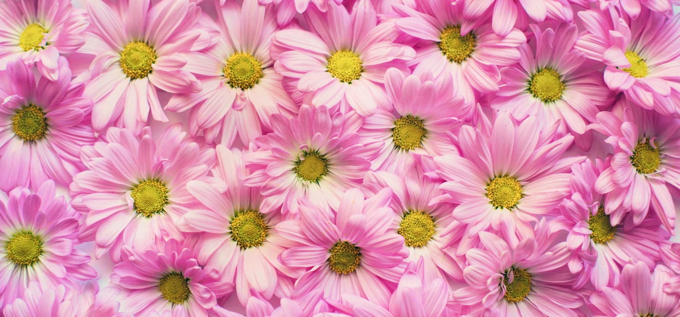 Symphony of Pink in Your SA Garden