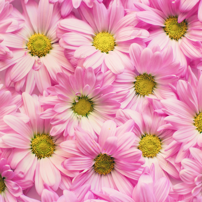 Symphony of Pink in your SA Garden