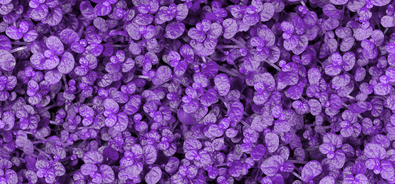 Best plants and trees for purple gardens