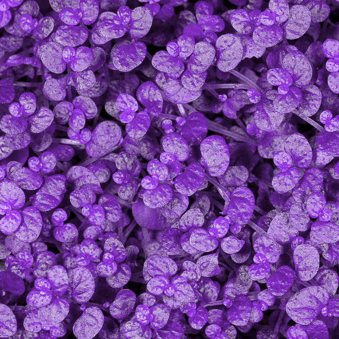 Best plants and trees for purple gardens