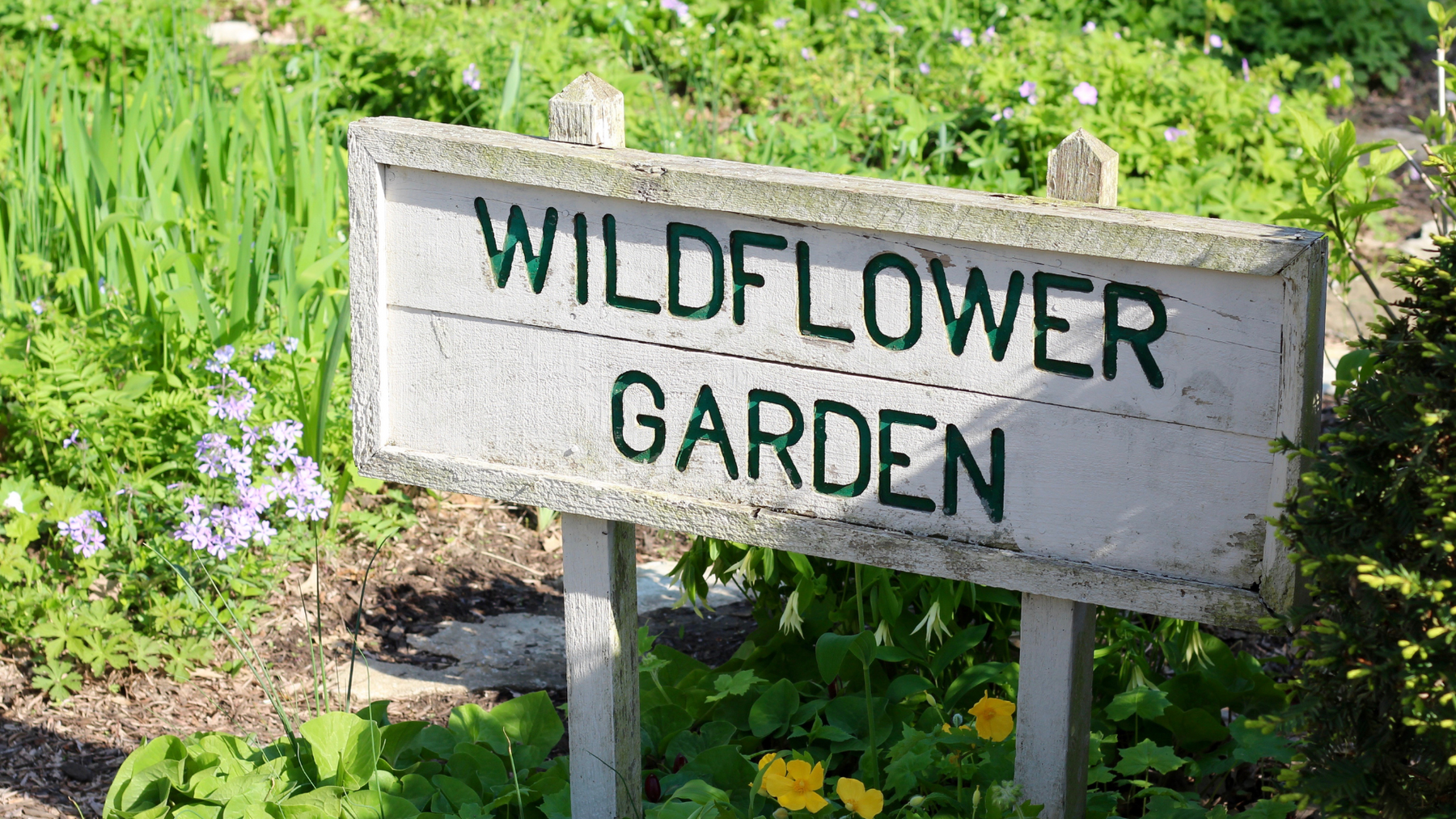 Wildflower Gardening - Creative Living