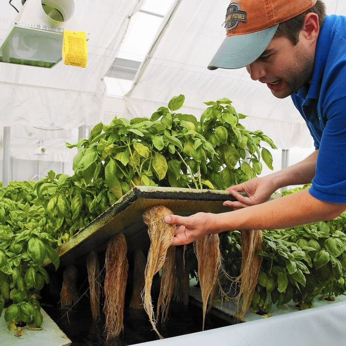 Aquaponics | Sustainable Gardening Meets Aquaculture
