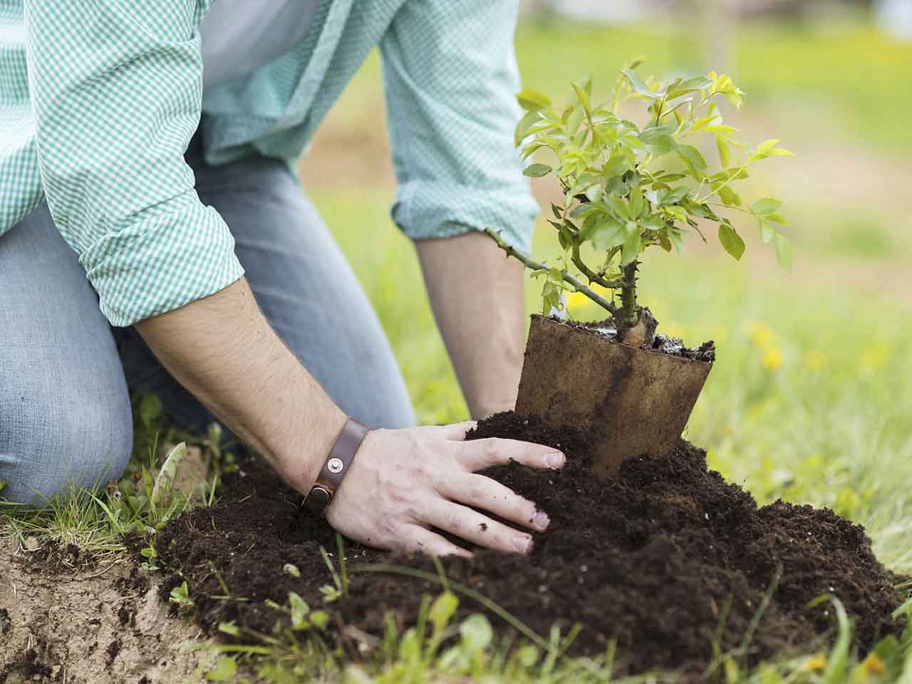 Planting Trees In Your Garden