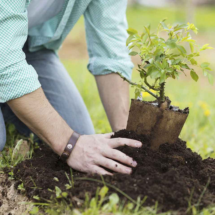 Planting Trees In Your Garden
