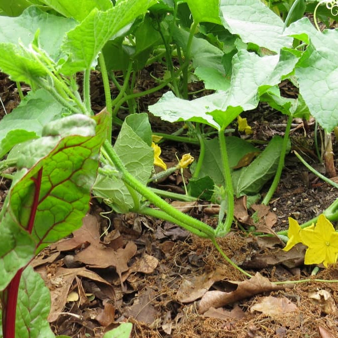 Self Sustainable Gardening